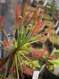 Mixed Drosera Chrysolepis Plant Seeds for Planting - NON GMO Seeds