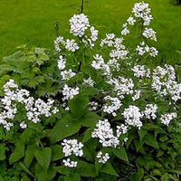 White Lunaria Flower Seeds for Planting - 100 pcs seeds for planting in home garden