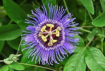 Purple Passiflora Incarnata Flower Seeds for Planting - Heirloom & Non-GMO Garden Seeds