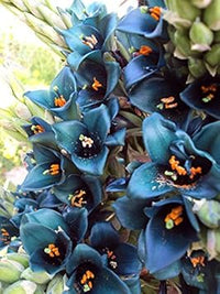 Heirloom Green Blue Puya Plant Seeds – Exotic Flower Seeds for Garden Planting
