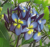 Blue Yellow Frangipani Flower Seeds – Heirloom Non-GMO Plumeria Seeds for Gardens