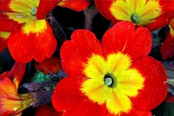 Yellow Red Danova Copper Flower Seeds for Planting - 100 pcs seeds for planting in home garden