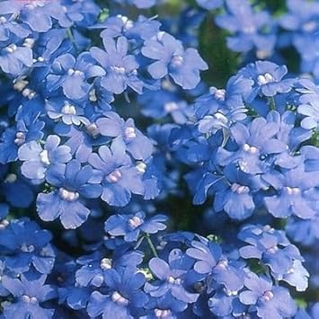 Blue Nemesia Flower Seeds – Heirloom Non-GMO Annual Blooms for Colorful Garden Borders