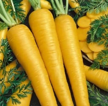 Yellow Carrot Seeds for Planting - 100 Pcs pcs