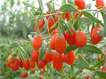 Goji wolfberry fruit seeds
