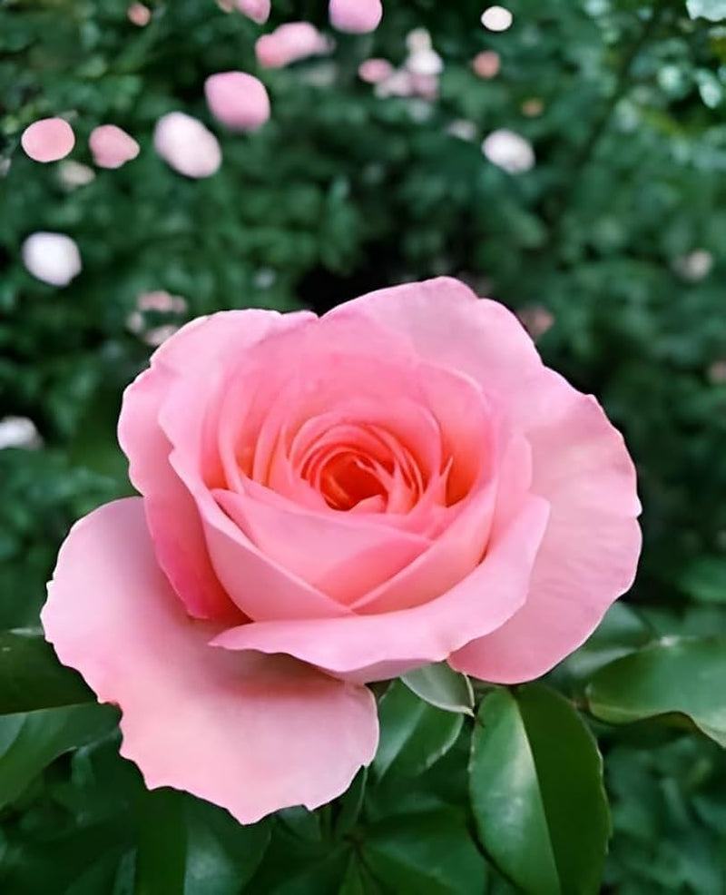 Rose Flower Seeds for Planting 100 pcs -Hierloom Flower Seeds