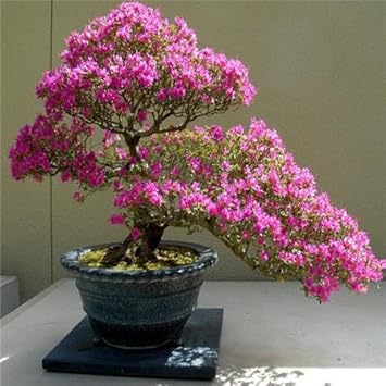 Pink Perennial Azalea Seeds for Planting â€“ Heirloom, Non-GMO Seeds
