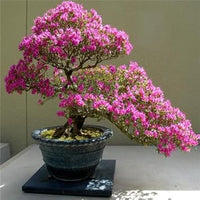 Pink Perennial Azalea Seeds for Planting â€“ Heirloom, Non-GMO Seeds