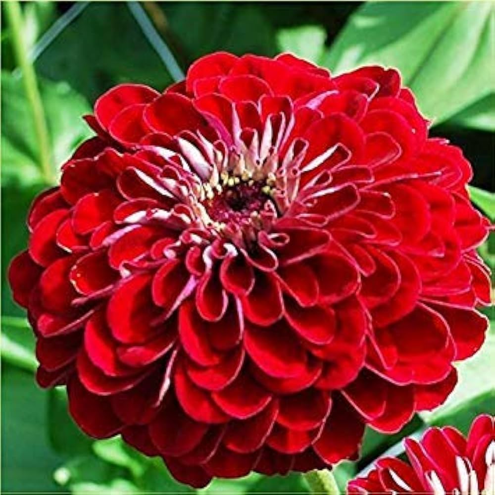 Red Teddy Bear Sunflower Seeds for Planting ƒ?? Unique Dwarf Blooms, Ideal for Pots & Gardens