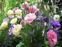 Mixed Lisianthus Echo Flower Seeds for Planting - Heirloom, NON-GMO Seeds - Vibrant Blooms