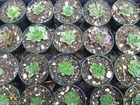 Maroon Jovibarba Planting Seeds for Garden NON GMO Seeds