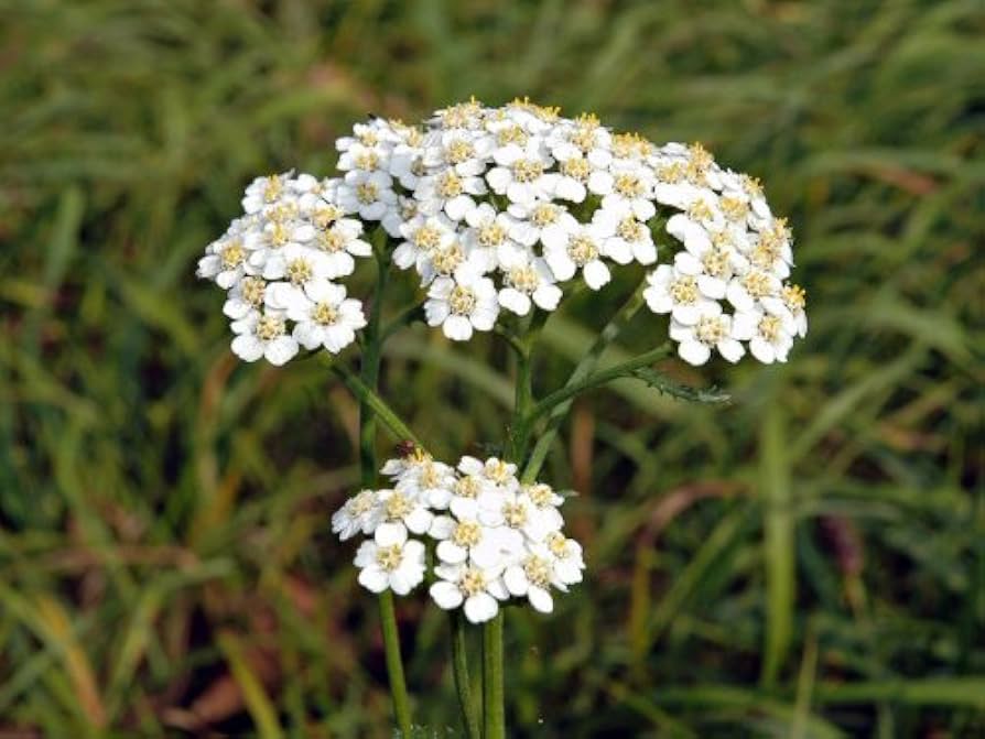 Achillea Millefolium Flower Seeds Heirloom Non GMO Planting - 100 pcs