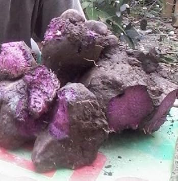 Dioscorea Alata Seeds for Planting - Heirloom & Non-GMO Seeds
