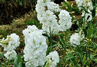 White Evening Stock Flower Seeds for Planting, 100 pcs