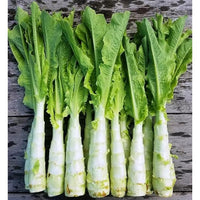 Asparagus Lettuce Celtuce Seeds for Planting heirloom & Non-GMO Seeds