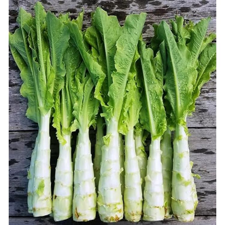 Asparagus Lettuce Celtuce Seeds for Planting heirloom & Non-GMO Seeds