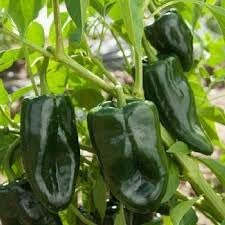 Ancho Poblano Capsicum annuum seeds for garden planting