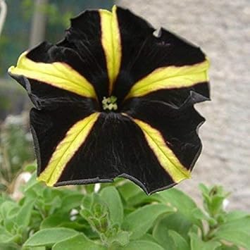 Yellow Black Playmates Flower Seeds for Planting - 100 pcs