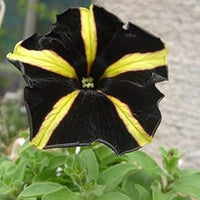 Yellow Black Playmates Flower Seeds for Planting - 100 pcs