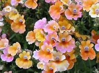 Mixed Nemesia Carnival Flower Seeds for Planting - NON GMO Seeds