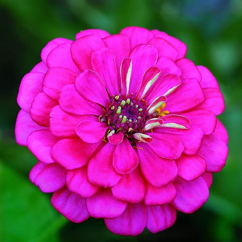 Violet Zinnia Flower Seeds for Planting – Non-GMO, Heirloom, Colorful Garden Blooms