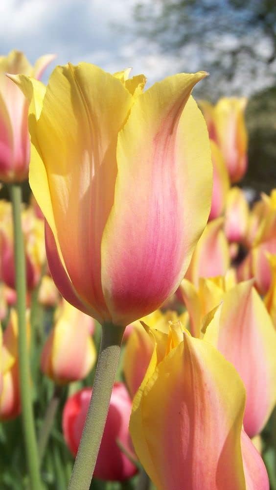 Yellow Pink Tulip Flower Seeds for Planting – Heirloom, Non-GMO, Vibrant Blooms