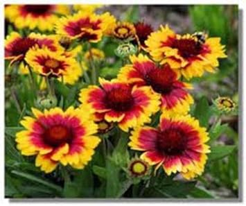 Arizona Yellow Red Flower Seeds for Planting – Organic, Heirloom, Non-GMO