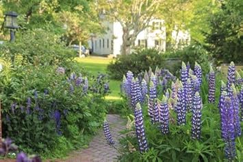 Purple Flower Pot Plant Seeds for Planting - NON GMO Seeds