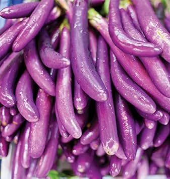 Eggplant Sweet Fruit Seeds for Planting Violet 100 Pcs pcs