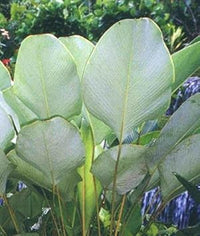 Calathea Lutea Mexican Cigar Plant Seeds for Planting for planting in home garden