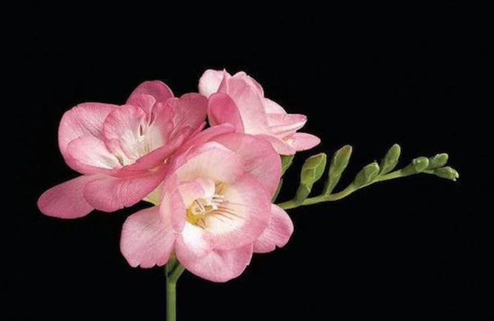 Baby Pink Freesia Seeds for Planting – Organic, Heirloom, Non-GMO Flower Seed