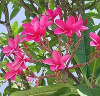 Organic Dark Pink Frangipani Flower Seeds for Planting ƒ?? Heirloom, Non-GMO