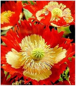 Heirloom Non-GMO Red Yellow Danish Flag Flower Seeds for Vibrant Garden Displays and Seasonal Planting for planting in home garden