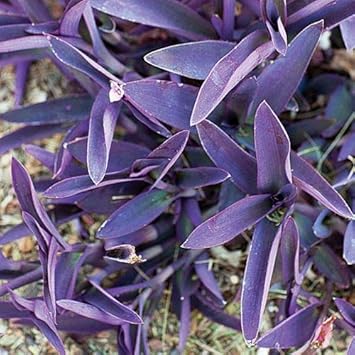 Tradescantia Pallida Plant Seeds for Planting - NON GMO Seeds