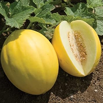 HAMI Melon Fruit Seeds Yellow 100 Pcs pcs