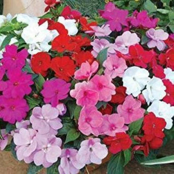 Pink Lizzie Flower Seeds for Planting, 100 pcs seeds for planting in home garden