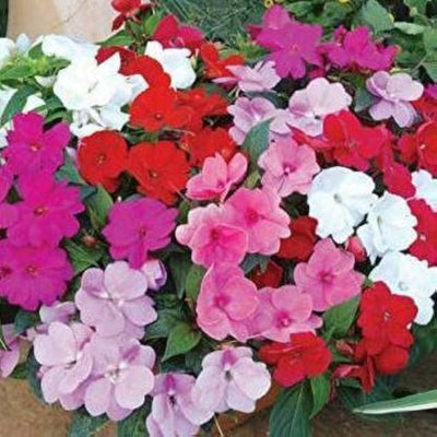 100 Pcs