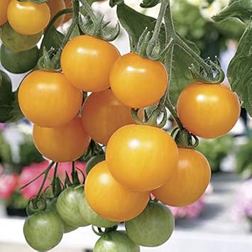 Light Yellow Tomato Seeds for Planting heirloom & Non-GMO Seeds