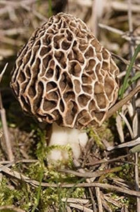Morel Mushroom Seeds for Planting, Brown, 100 Pcs pcs