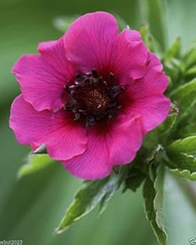 Pink Miss Willmott Flower Seeds for Planting - 100 Pcs pcs