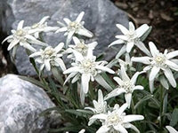 White Leontopodium Flower Seeds for Planting, Fresh, NON GMO Seeds