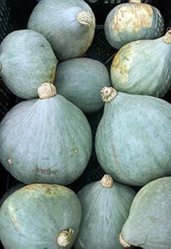 Green Hubbard Vegetable Seeds for Planting heirloom & Non-GMO Seeds