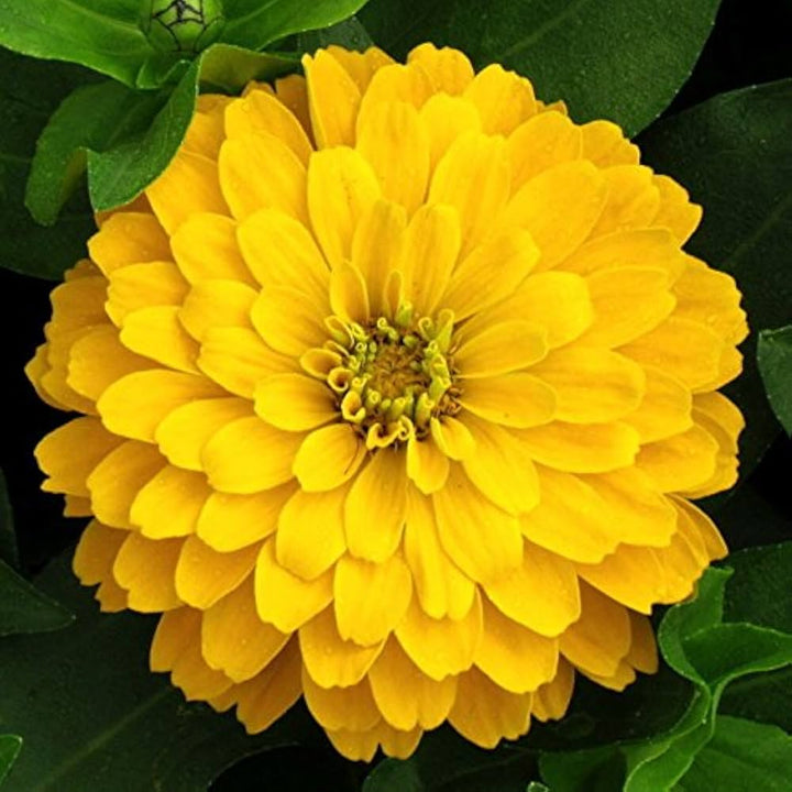 Heirloom Canary Zinnia Flower Seeds for Planting – Vibrant, Easy-to-Grow Garden Flowers