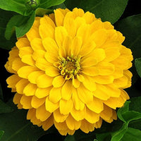 Heirloom Canary Zinnia Flower Seeds for Planting – Vibrant, Easy-to-Grow Garden Flowers