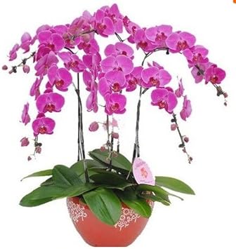 Heirloom Non-GMO Pink Orchid Flower Seeds for Garden Planting – Graceful Tropical Blooms