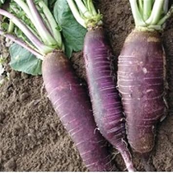 Radish Seeds for Planting, Violet, 100 Pcs pcs
