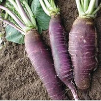 Radish Seeds for Planting, Violet, 100 Pcs pcs