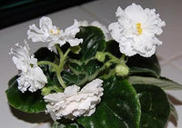 White Saintpaulia Seeds for Planting - 100 pcs