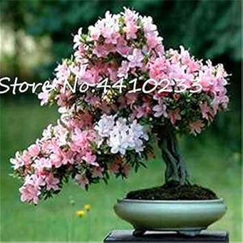 Rhododendron Red Flower Seeds for Planting - NON GMO Seeds