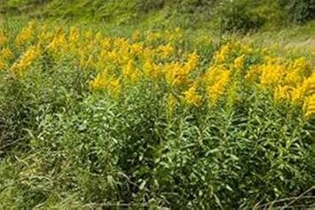 Organic Yellow Solidago Plant Seeds for Planting ƒ?? Heirloom, Non-GMO